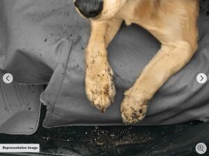 CHEVROLET SİLVERADO WEATHERTECH KOLTUK KORUYUCU SU GEÇİRMEZ KILIF